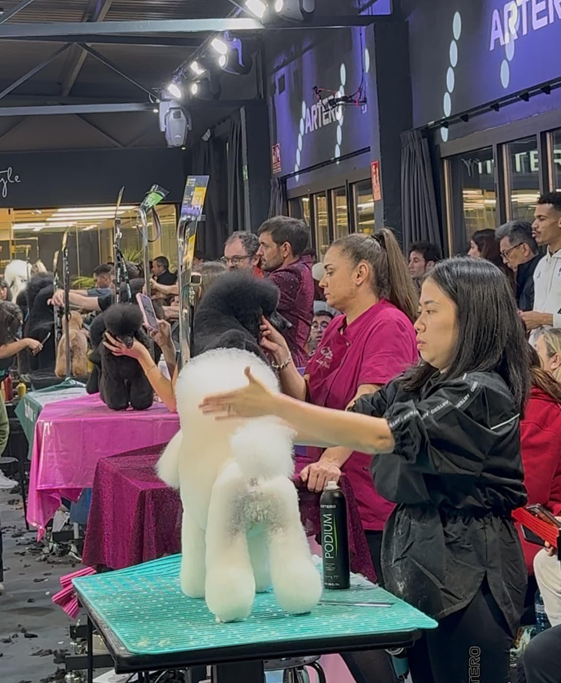 Ms. Selly competing at an international grooming event